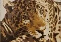 leopard4